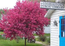 Cooperstown Public Library link